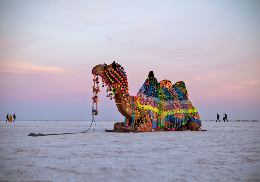 Camel Ride at White Desert